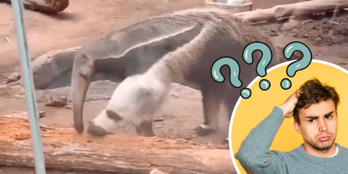 Two-headed creature confuses the internet - Mix 1049 Two-headed creature confuses the internet - Mix 1049